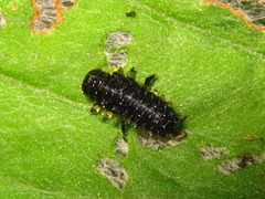 Gastrophysa atrocyanea