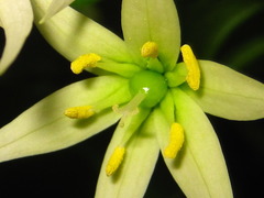 Disporum smilacinum
