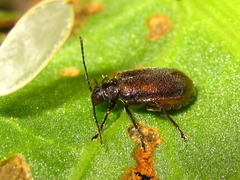Galerucella grisescens