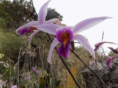 Laelia anceps