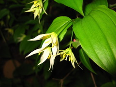 Disporum smilacinum