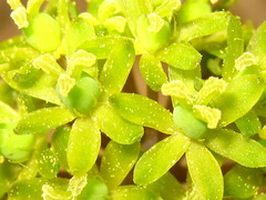 Smilax nipponica
