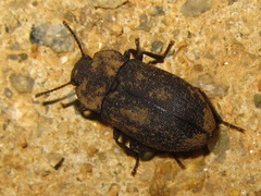 Gonocephalum persimile