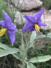 Solanum elaeagnifolium