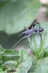 Castianeira hongkong