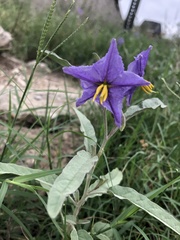 Solanum elaeagnifolium