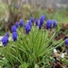 Muscari botryoides - Photo (c) justgrowingwithit,  זכויות יוצרים חלקיות (CC BY-NC)
