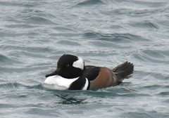 Lophodytes cucullatus