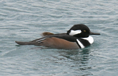 Lophodytes cucullatus