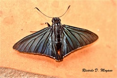 Phocides charon