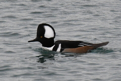 Lophodytes cucullatus