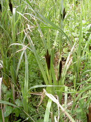 Carex acuta
