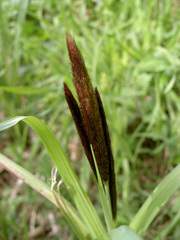 Carex acuta