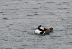 Lophodytes cucullatus