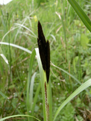 Carex acuta
