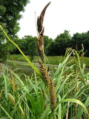 Carex acutiformis