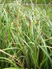 Carex acutiformis