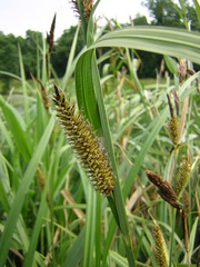 Carex acutiformis