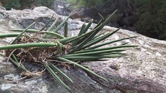 Trichocentrum cebolleta