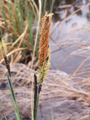Carex acutiformis