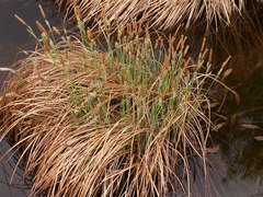 Carex acutiformis
