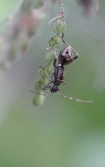 Riptortus linearis