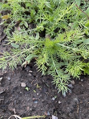 Matricaria discoidea