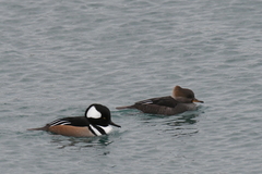 Lophodytes cucullatus