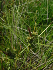 Carex extensa