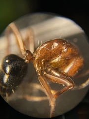 Camponotus discolor