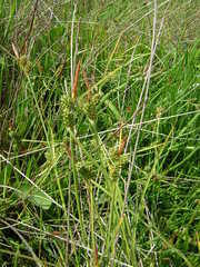 Carex extensa