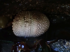 Strongylocentrotidae