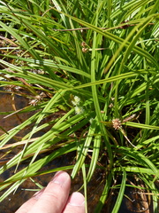 Carex mairei