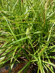 Carex mairei