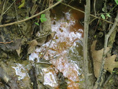 Hydrogenophilales