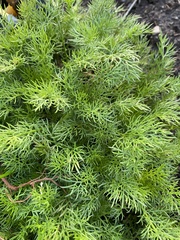 Matricaria discoidea