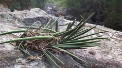 Trichocentrum cebolleta