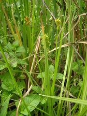 Carex spicata