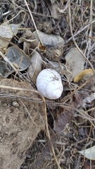 Plectostylus chilensis