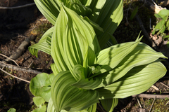 Veratrum viride viride