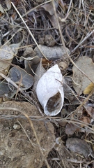 Plectostylus chilensis