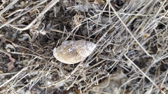 Plectostylus chilensis