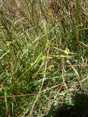 Carex viridula