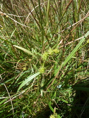 Carex viridula
