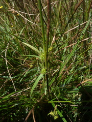 Carex viridula