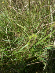 Carex viridula