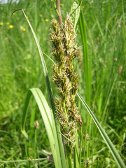 Carex vulpina