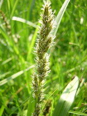Carex vulpina