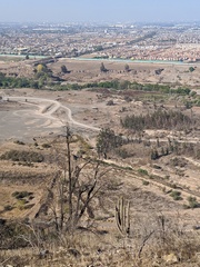 Geranoaetus melanoleucus australis
