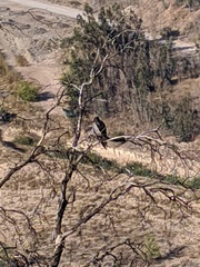 Geranoaetus melanoleucus australis